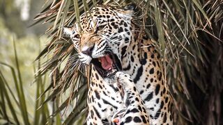 8 interesting facts about jaguars
