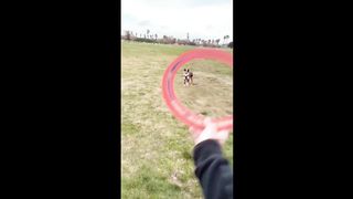 Skilled doggy performs incredible frisbee catch #shorts