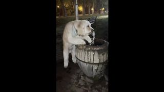 Goldendoodle needs no assistance with water fountain #shorts