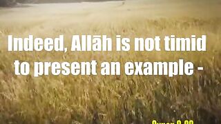 Surah Al-Baqarah - سورة البقرہ  Verse 26