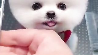 Most viral cute ???? hair cut clip_Pets& Animal _Shorts_Mrdanish