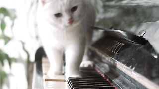 Cats playing docotor doctor with eatch others