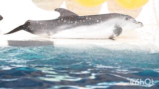 Dolphin/dolphin playing/ dolphin in water.