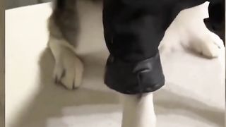 What a Jackass???? #shorts Funny Animals Video