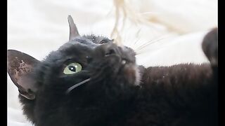 Funniest Animals -Best of 2022 Funny Animal Videos