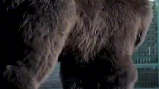 Black Animal  4 Ran
