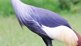 ss video