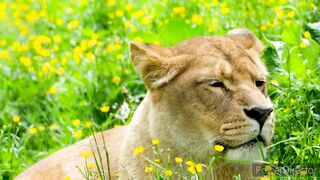 Beautiful lion Life in Forest