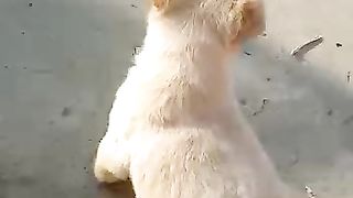 Lebra dog pappi