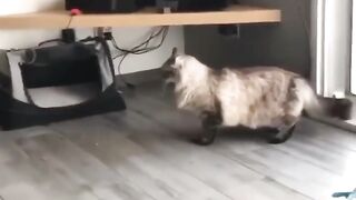 Funny Cute Cats Fail Random Clips