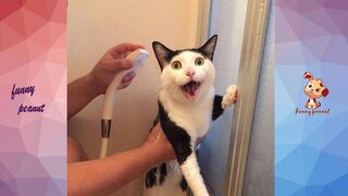 funny cats  video funny Animals  funny video