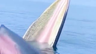 Whale Tales: Exploring the Mysterious World of Whales