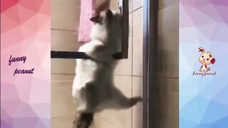 Cat's Reaction To Bathing-Why Cats Hate To Bathe_