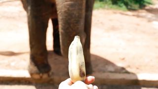 elephant eating banana