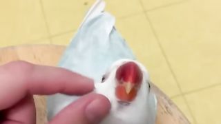 Baby Animals ???? Funny Parrots and Cute Birds Compilation (2022) Loros Adorables Recopilación #55