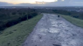 Border Collie Hill Sprints ???? #shorts