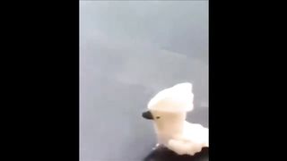 Ultimate Birb Compilation try not to laugh CLEAN!