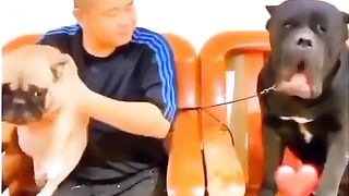 Pop dog