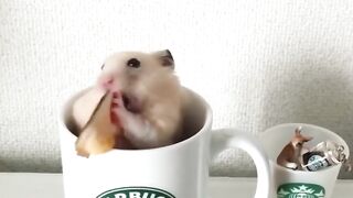 Funny and Cute Hamster Compilation ???? - Funniest Hamsters Of All Time 2020