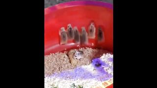 Funny Hamsters Videos Compilation | Funny and Cute Moment of the Animals