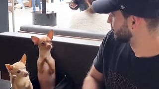 Funny Dog need food