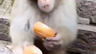 Monkey mucking