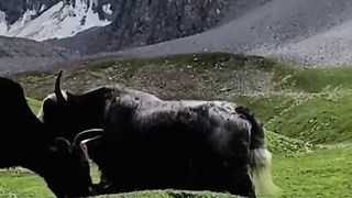 King of mountain