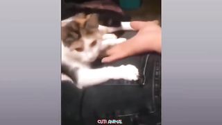 Funny Dog And Cat ???????????? Funniest Animals