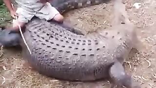 Animals compilation????????