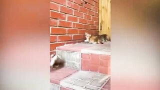 New Funny Videos 2022 ???? Cutest Dogs and Cats ????????