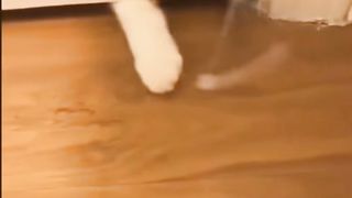 Funny Cate Sart Video