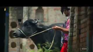 Khesari ke bhaisiya ke suhagrat