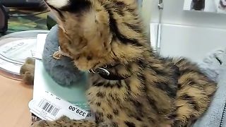 This is my toy, I won't give it back.