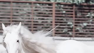 White Beautiful Horse