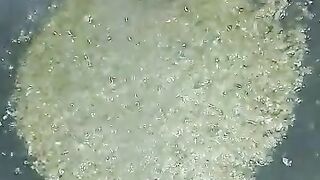 রসুন পেড়াই Garlek