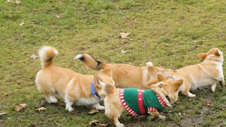 DOGS PLAYING