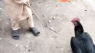 Funny video hen and bratling