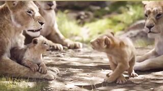Animal store in Urdu tighar kids video