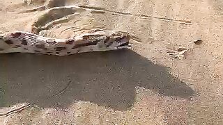 The most dangerous snake in the world