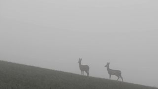 Animal Competition -