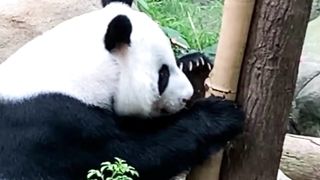 Top 10 facts about pandas