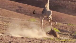 top super hit Beautiful animals fighting