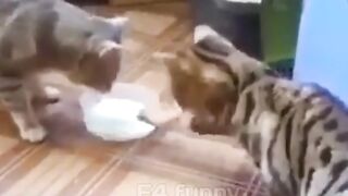 Funny cats moment/animals