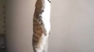 #Animal Funny Video