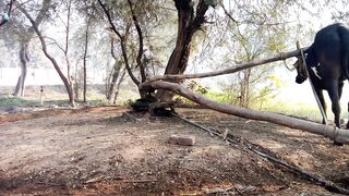 Punjab cultre of cutting vegetation