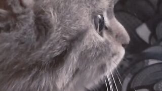 Cute kitten