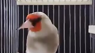 Седоголовый щегол