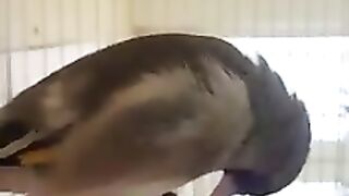 Седоголовый щегол 2