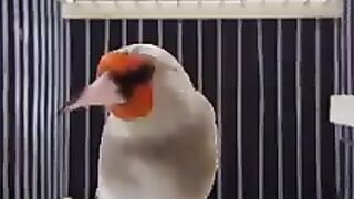 Седоголовый щегол 3