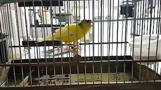 Кенарь распеваеться